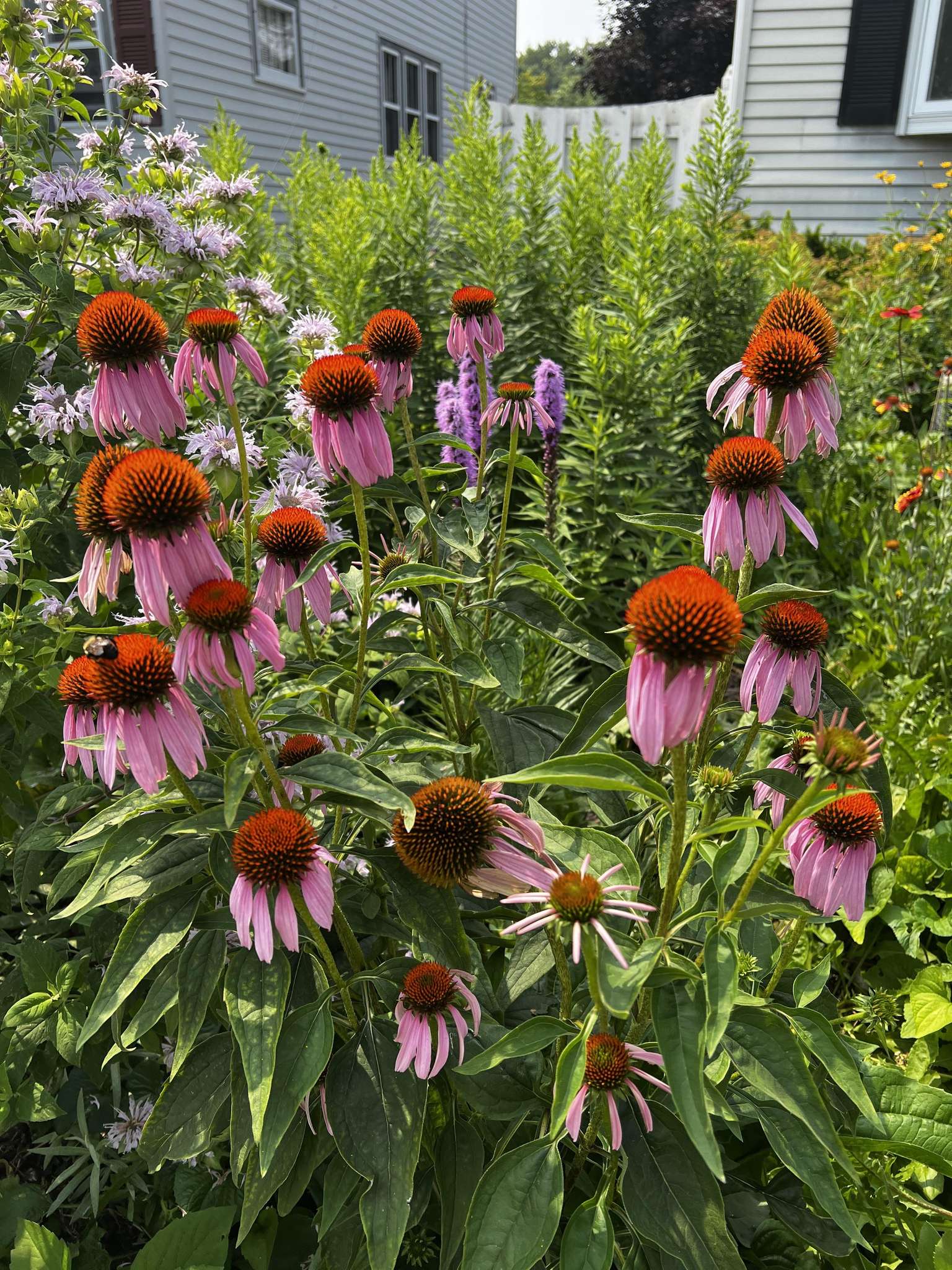 Native wildflowers growing in the pollinator habitat