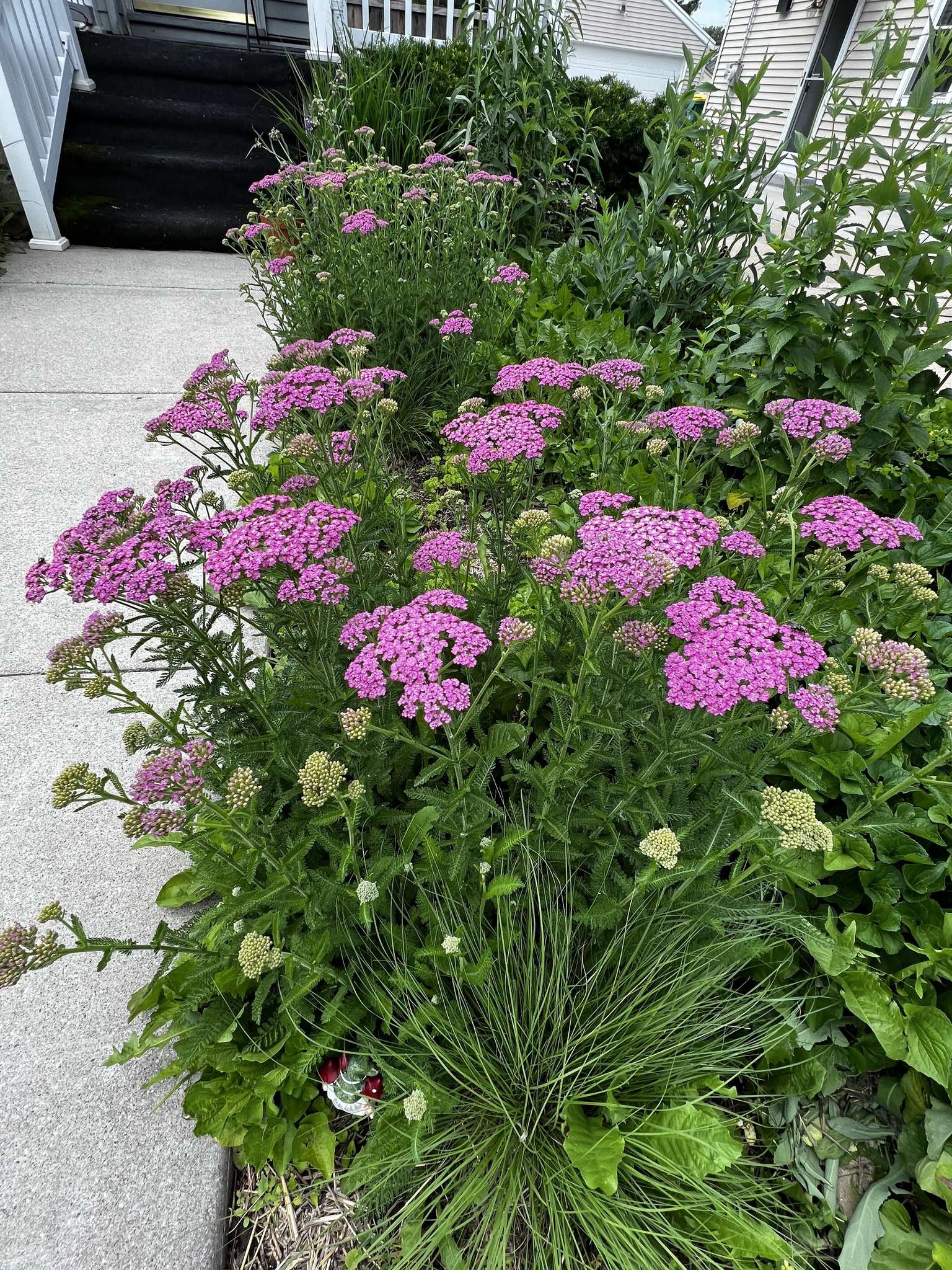 Detail view of the front yard pollinator habitat
