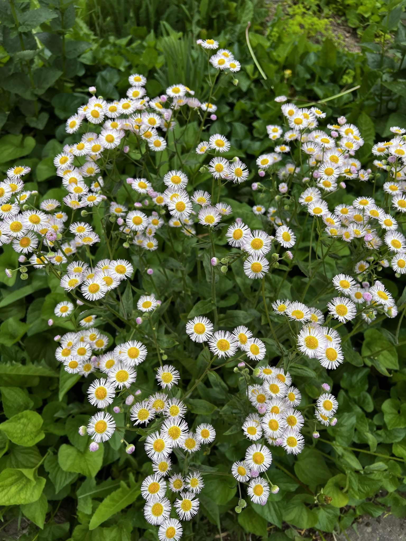 Native plants establishing in the pollinator habitat