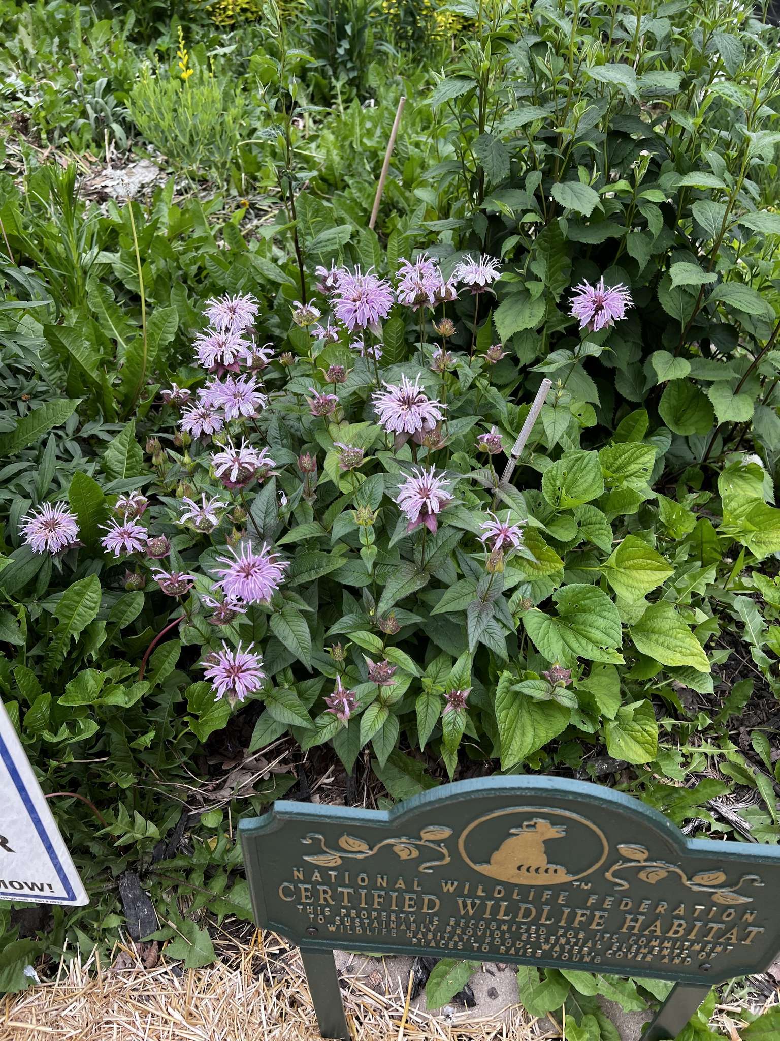 Close-up of native wildflowers in the habitat