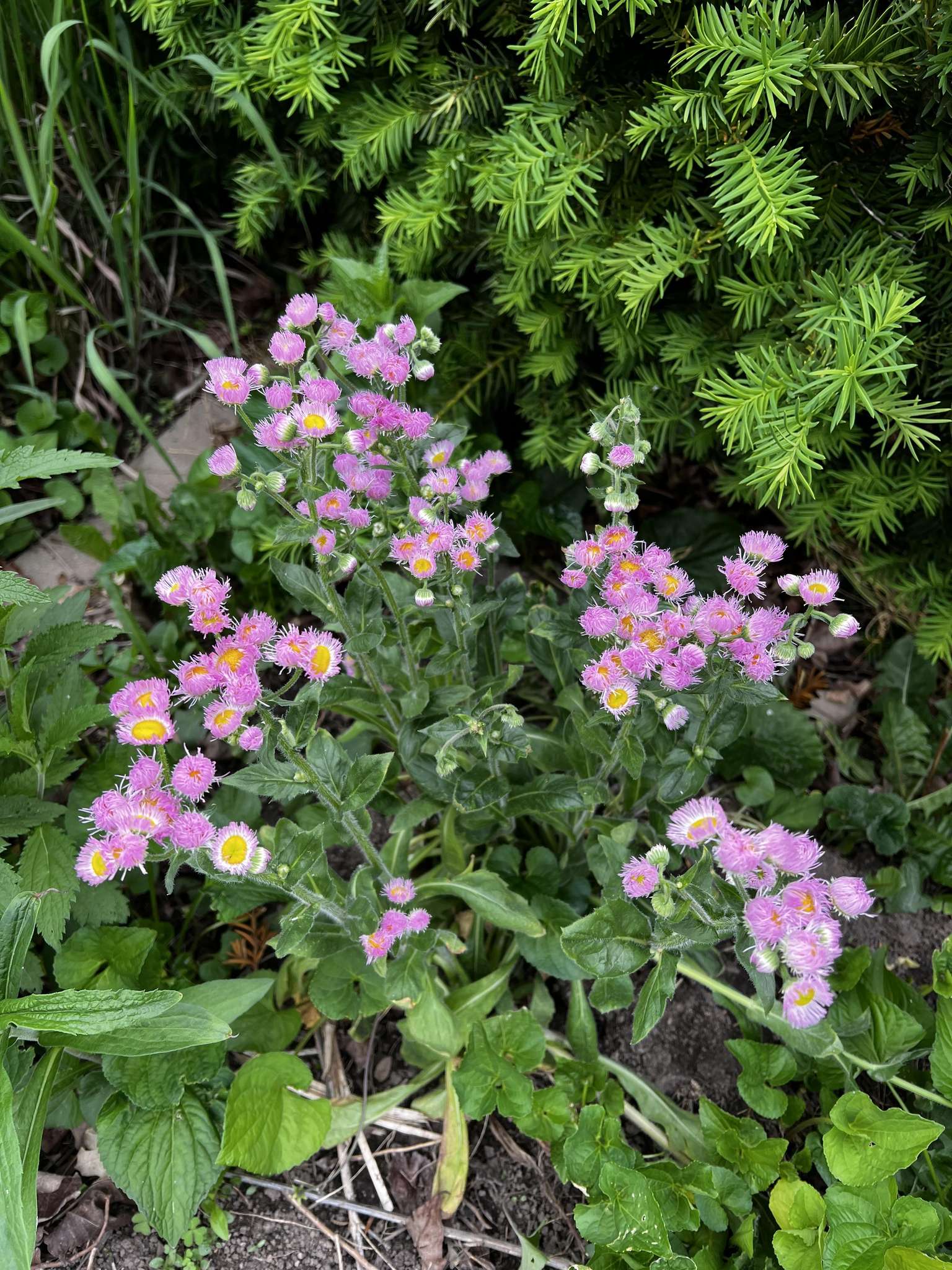 Tall native wildflowers filling the habitat