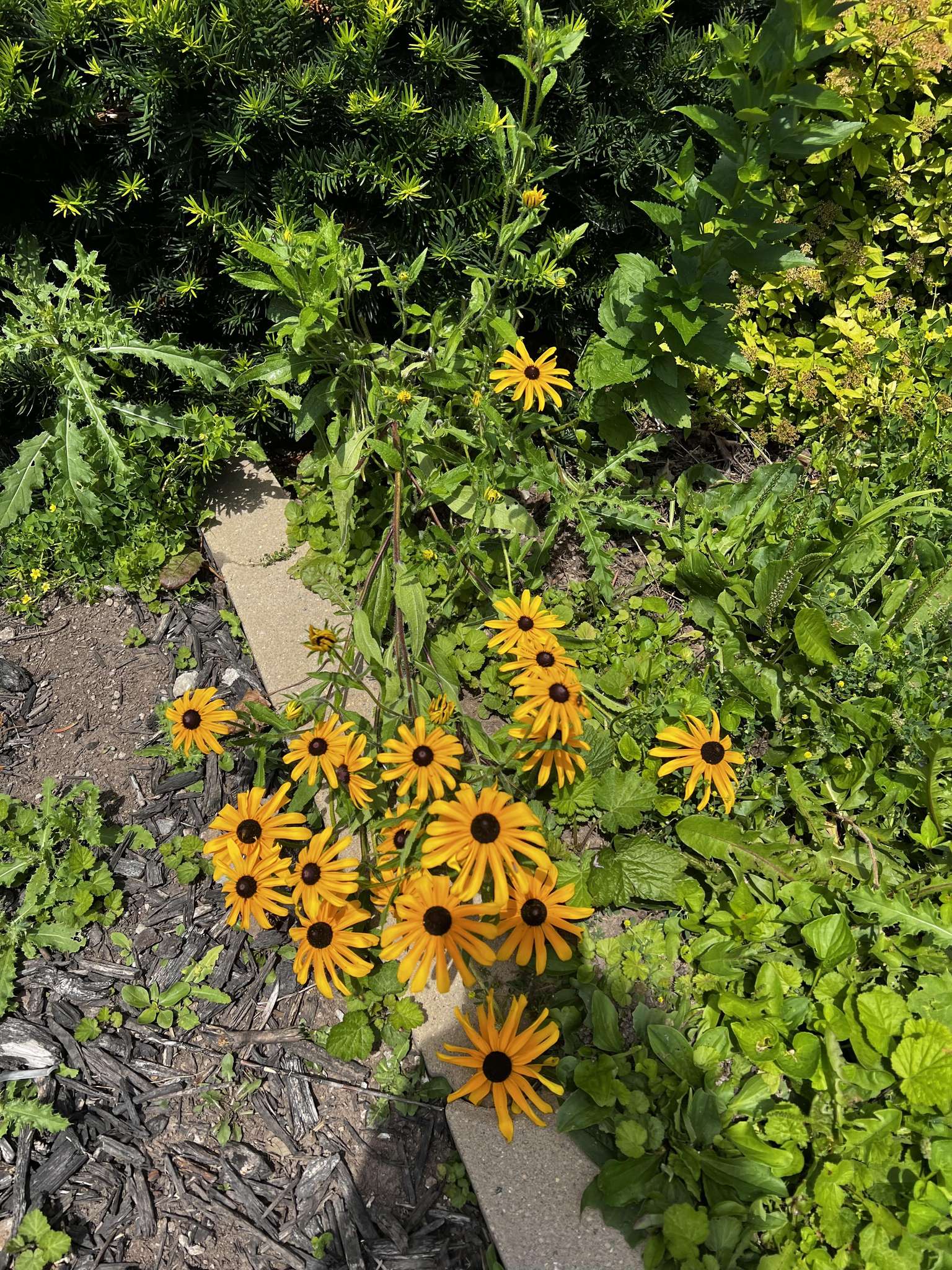 Native plants in the pollinator habitat