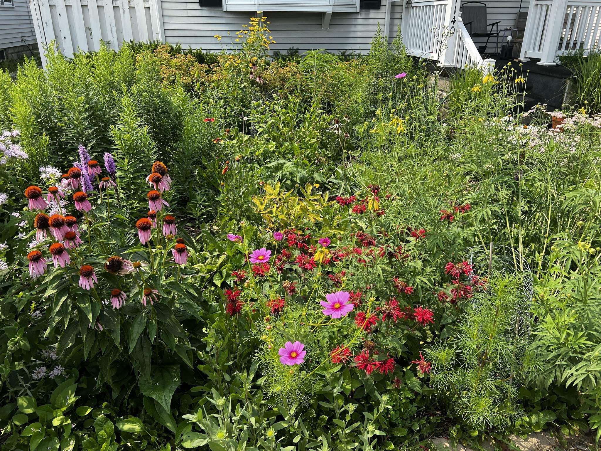 Front yard pollinator habitat in bloom