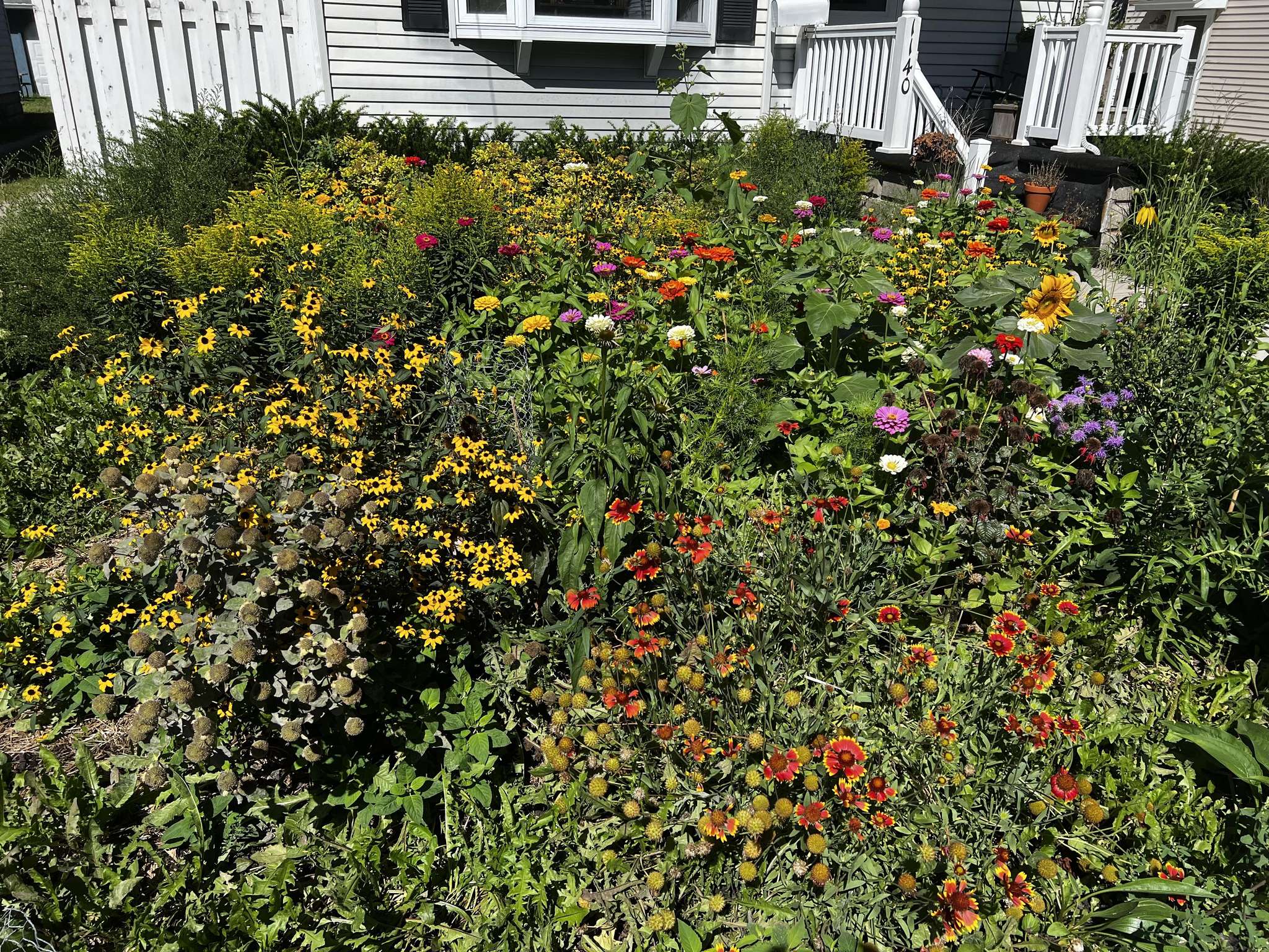 Pollinators visiting the native wildflower habitat