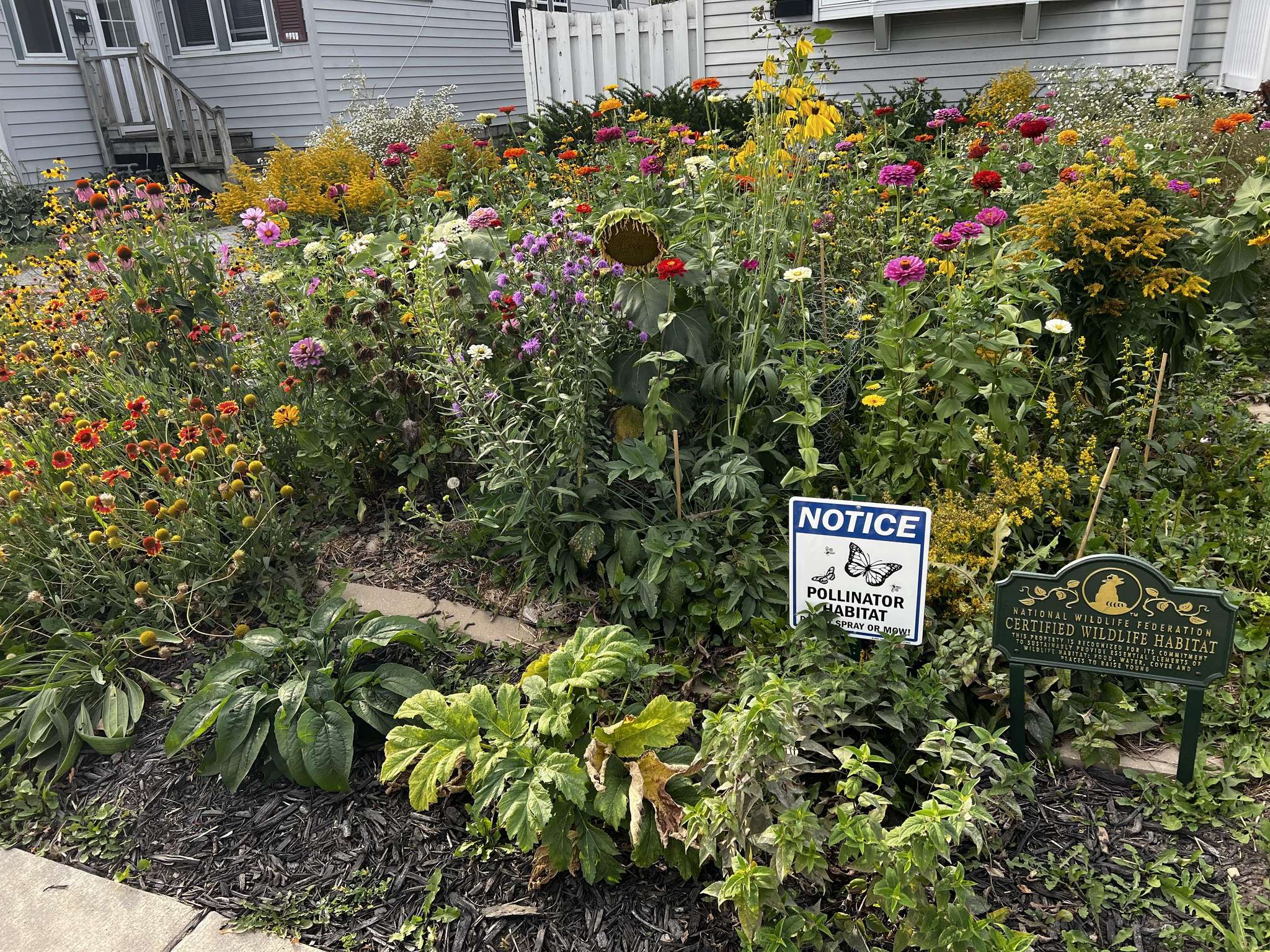 Pollinator habitat in peak summer bloom