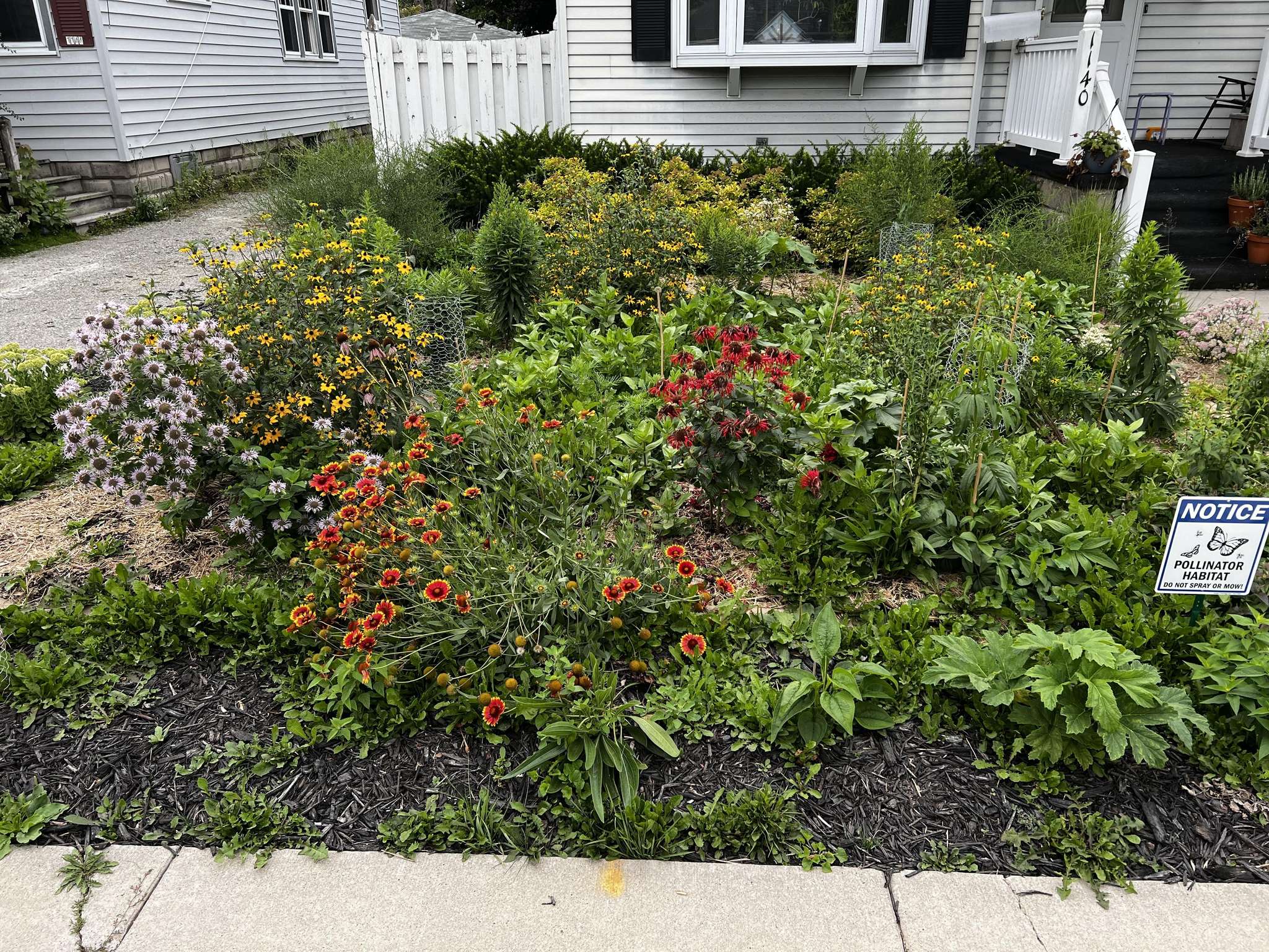 Wildflowers and native grasses in the front yard habitat