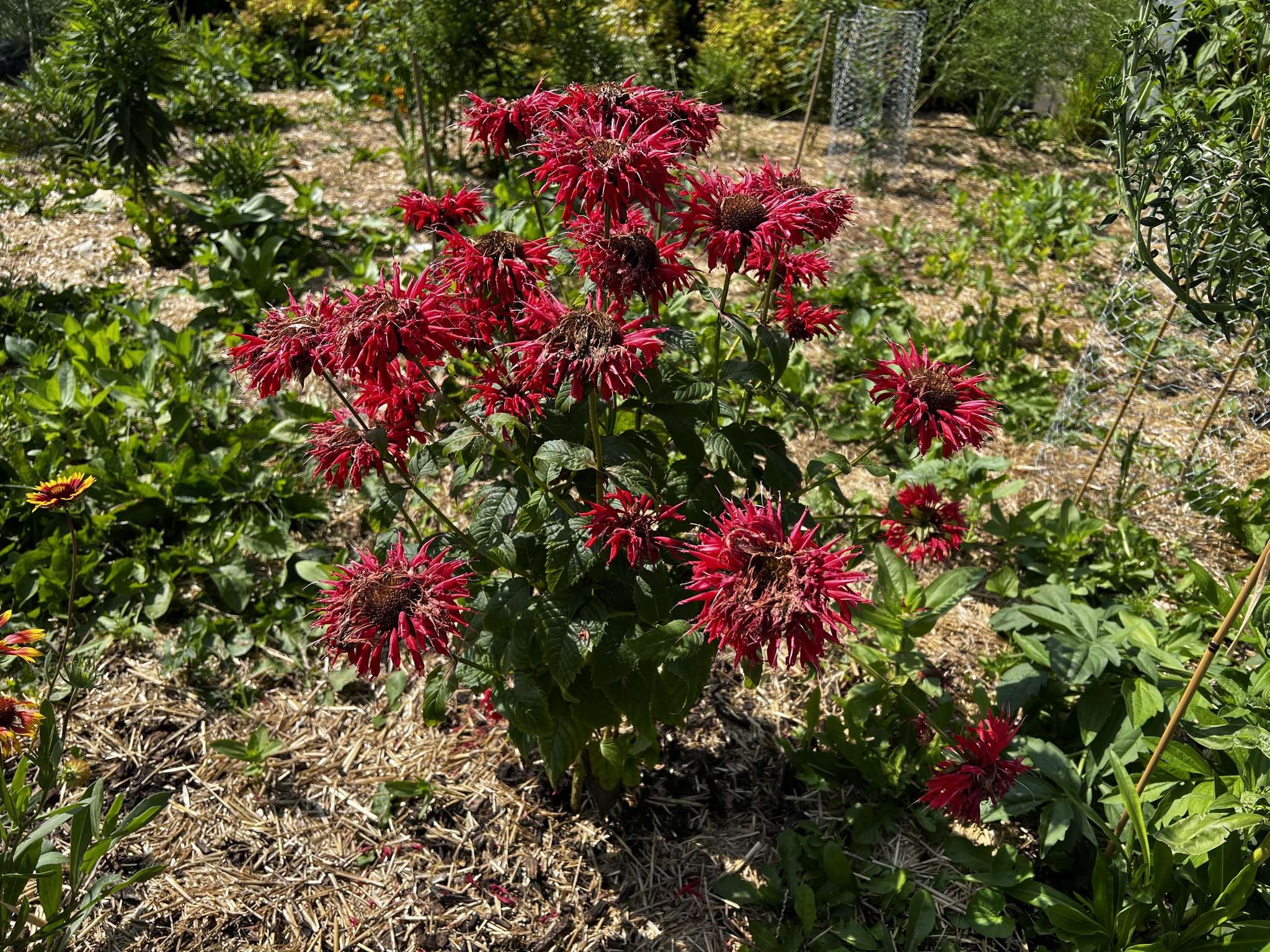 Front yard pollinator habitat looking toward the street