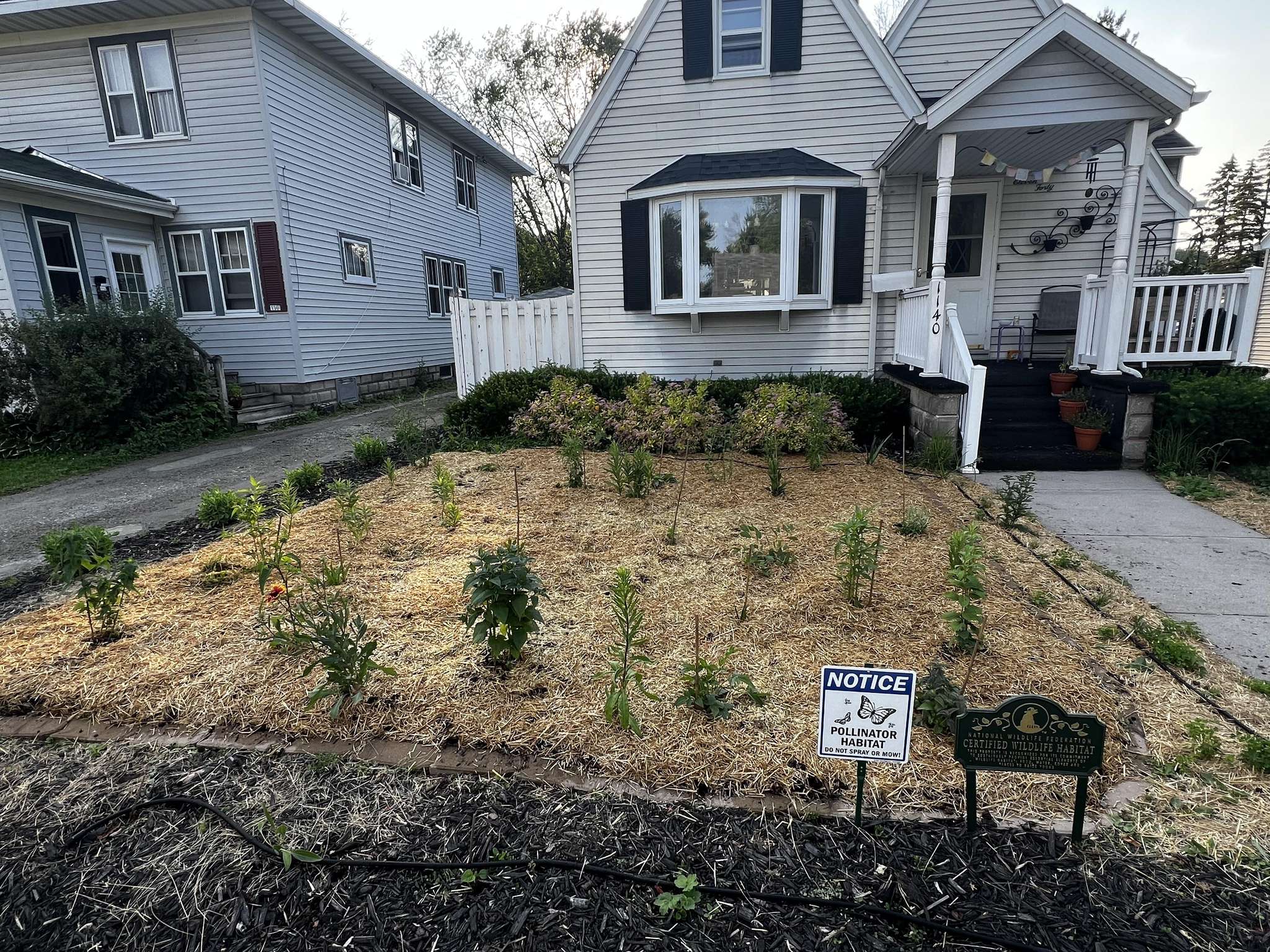 The front yard at the beginning of the pollinator habitat installation